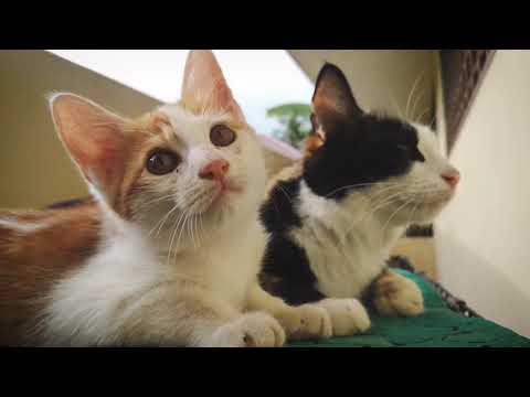 OYEN, MAZNAH AND A PREGNANT MOTHER - Huawei P20 4K