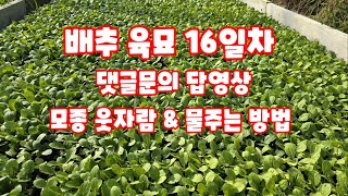 배추 육묘 16일 웃자람 방지 육묘장 물주는 방법 구독자 댓글 문의 답영상 자연특별시괴산 [배추재배방법]