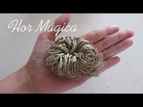 download lagu mp3 mp4 Flor De Jericó, download lagu Flor De Jericó gratis, unduh video klip Flor De Jericó