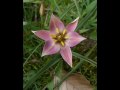 Elly Ameling: Die Forelle (Schubert) 