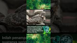 Download lagu Suara Burung Cabak sering terdengar pada malam hari #suaraburung #reels #shorts mp3 Download lagu Suara Burung Cabak sering terdengar pada malam hari #suaraburung #reels #shorts mp3