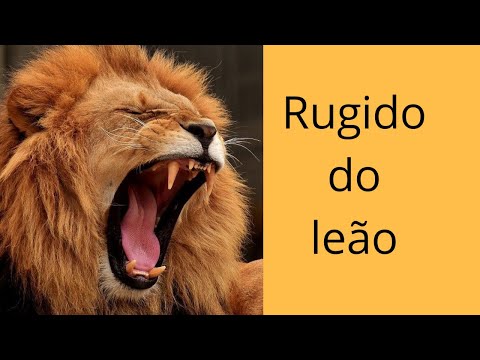 Rugido do leão