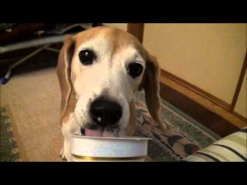 犬がヨーグルトを食べても大丈夫 効果的な食べ方や与える量 犬のq A集 Dogoo Com