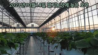 해가 서쪽으로 넘어간다. 약치자. 응애있다.