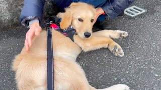 Golden Retriever Bisuke in love by everyone