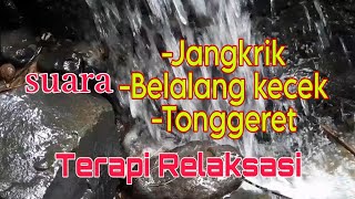 Download lagu terapi suara gemericik air, jangkrik, tonggeret dan belalang kecek untuk relaksasi mp3 Download lagu terapi suara gemericik air, jangkrik, tonggeret dan belalang kecek untuk relaksasi mp3