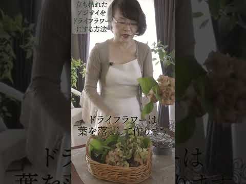 アジサイの乾燥: 花を保存するための 4 つのヒント 植物