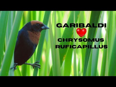 Pássaro Garibaldi Cantando ❤️ Garibaldi Cantando Muito