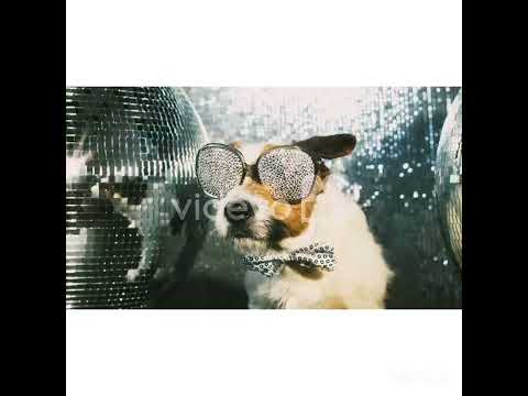 dogs🐈 shower ☔🌊and disco,..Dil main mere hai disco