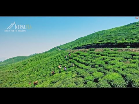 download lagu mp3 mp4 Nepal Tea Company, download lagu Nepal Tea Company gratis, unduh video klip Nepal Tea Company