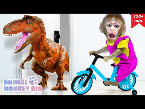 Macaco Rio joga desafios para andar de bicicleta e fazer geléia em miniatura | Animal Monkey Rio