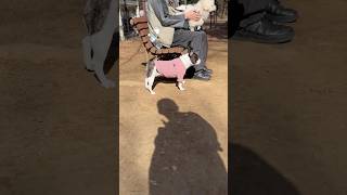 フレブルと公園行ったら知らない人の足元で、そこの飼い犬みたいな雰囲気出してて笑った😂
