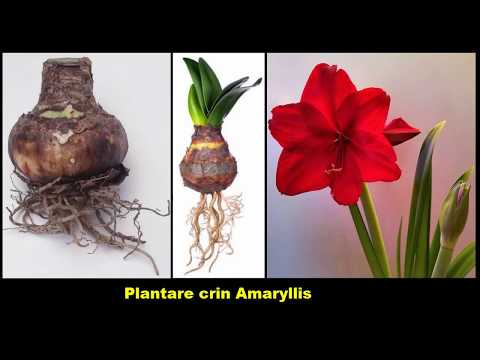 , title : 'Plantare crin Amaryllis si Fritillaria Imperialis'