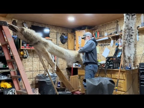 Boarding a big wolf #wolf #wolftrapper #montanawolf 
