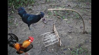 Creative Wild Chicken Trap-Amazing Quick Chicken Trap in Forrest-Best Bird Trap in Cambodia