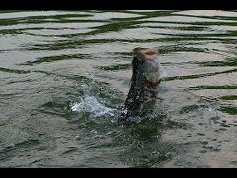 Summer Bass Fishing With Crank baits and Chigger Craws