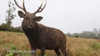 Srilanka Birding & Nature