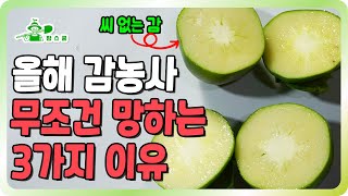 올해 감 폭망 ㅣ 감이 망한 이유 3가지 ㅣ 올해 감값 폭등 100%