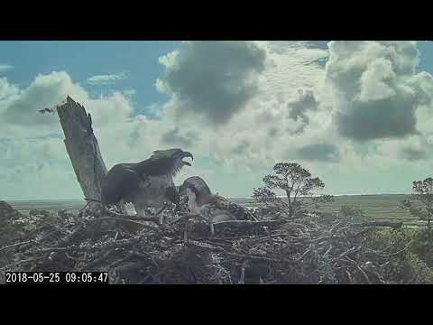 Female Osprey Chases Away Intruder While Holding Fish – May 25, 2018