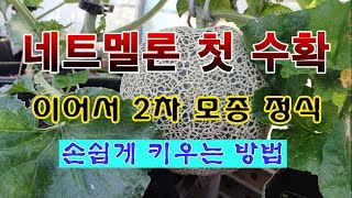[텃밭농부 2,005]  맛있는 네트멜론. 첫 수확하고 2차로 모종정식. #네트멜론재배