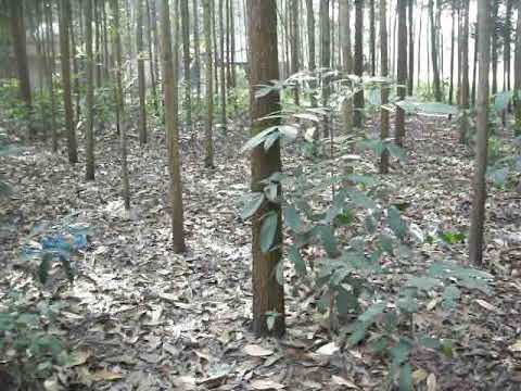 Australian Teak Plant