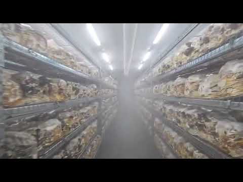 Humidity Control – Mushrooms