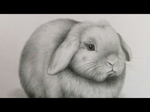 How To Draw A Realistic Rabbit