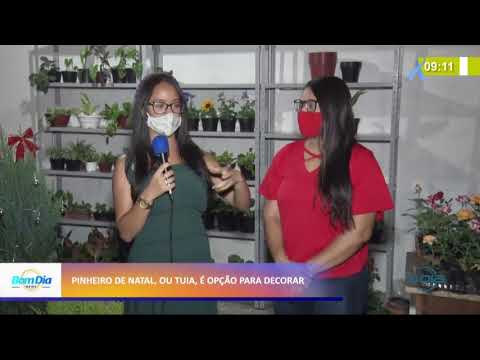 Pinheiro de natal, tuia, é opção para decorar 01 12 2020