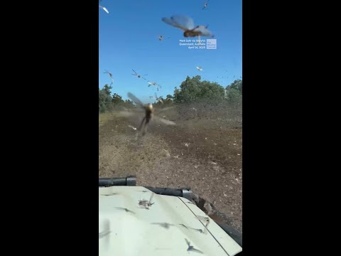 Thousands of Locusts Hit Queensland
