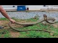 Dangerous Snake Video-king cobra||people's obsession