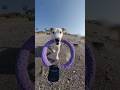 Me, My Puller & The Whole Damn World | Dog Power Walk #dogtv #tvfordogs #virtualdogwalk
