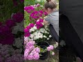 Loving Sweet William #cutflowers #springflowers #garden #flowers #sweetwilliam #gardening #flowers