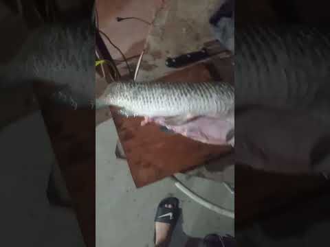 esa noche saque 3 tarariras #pescanoturna #pesca #islasdelta #tigre #argentina #buenosaires