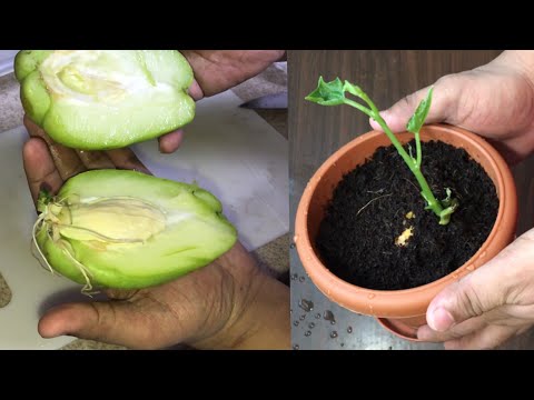 Amazing Tricks to Grow Chayote Easy and Quickly