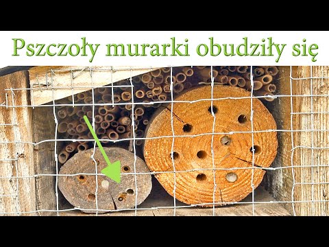Pszczoły murarki obudziły się - Ogrodowe pierdamony 96