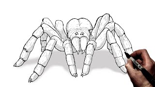 How To Draw a Tarantula | Step By Step
