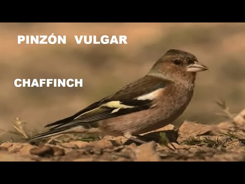 PINZÓN VULGAR | CHAFFINCH | Fringilla coelebs