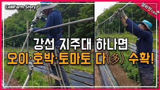 오이·호박·토마토를 위한 튼튼한 파이프 와 강선 지주대 만들기
