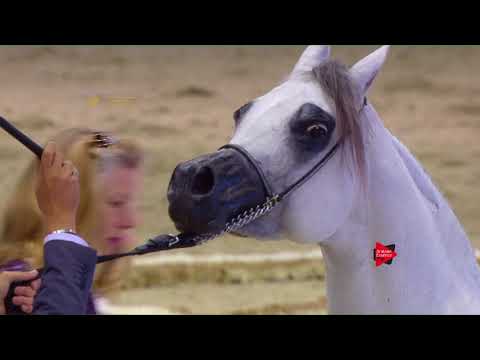 93 SALWA AL BIDAYER Dubai 2018