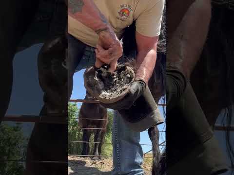 Diseased Horse Frog - Farrier