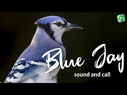 Blue Jay Sounds Call And Song | Blue Jay Bird Sound, Bird Song, Bird Call, Bird Calling, Chirps