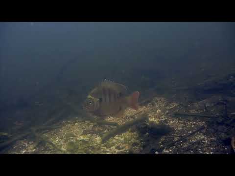 Canal Cam 2 video thumbnail