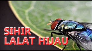 Download lagu RUQYAH SIHIR MEDIA LALAT mp3