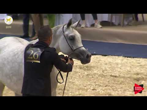 N.26 AMBERA AL SHAQAB - SEWC 2019 - 3 Years Old Fillies (Class 3)