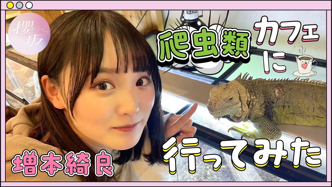 【爬虫類カフェ】増本綺良の爬虫類愛が爆発🐍🦎