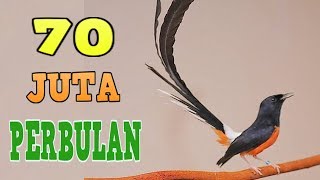 Download lagu Cara Ternak Murai Batu - Omset 70 Juta Perbulan mp3