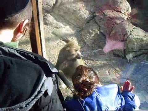 Very Friendly Baboons Playing With Children At The Prospect Park Zoo In Brooklyn New York