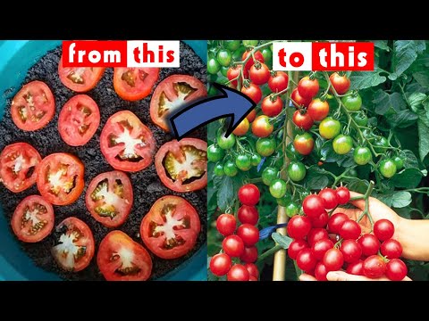 Easiest Way to Grow Tomatoes 🍅 from Slices ||...