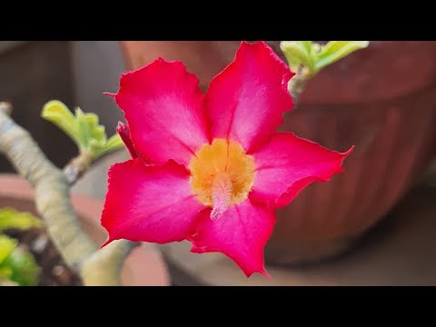 Top 5 Adenium Tips | Get Your Adeniums to Bloom, Bloom and Bloom