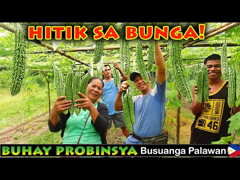 Bukids186-Ampalaya harvest and cook | Ang daming Bunga ng aming tanim | Buhay probinsya